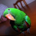 Попугай Кузя предотвратил ограбление дома в Лондоне Попугай Кузя предотвратил ограбление дома в Лондоне