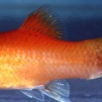 Гниль плавников (Aeromonas, Pseudomonas, Vibrio). Симптомы. Лечение Гниль плавников (Aeromonas, Pseudomonas, Vibrio). Симптомы. Лечение