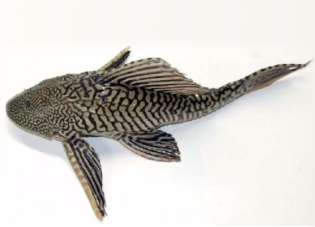 Условий рыбка. Обыкновенный сомик-нижнерот. Pterygoplichthys anisitsi. Plecostomus invasive. Janitor Fish.