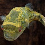 Тетраодон таиландский, или Тетраодон леиурус (Tetraodon leiurus) Тетраодон таиландский, или Тетраодон леиурус (Tetraodon leiurus)