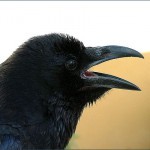 Кто умнее — попугай или ворон? Кто умнее — попугай или ворон?