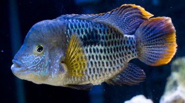Акара бирюзовая, акара золотокаемчатая (Aequidens rivulatus, Chromis rivulata)
