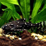 Агамиксис белопятнистый (Agamyxis albomaculatus) Агамиксис белопятнистый (Agamyxis albomaculatus)