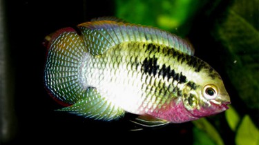 Акара красногрудая (Laetacara dorsigera)
