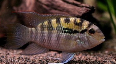 Акара перуанская (Bujurquina syspilus)