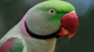 Александров кольчатый попугай (Psittacula eupatria)