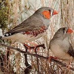 Ученые доказали способность птиц учиться пению во сне Ученые доказали способность птиц учиться пению во сне