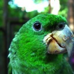 Амазон Кавалла (Amazona kawalli) Амазон Кавалла (Amazona kawalli)