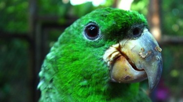 Амазон Кавалла (Amazona kawalli)