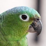 Амазон Мюллера, или Мюллеров амазон (Amazona farinosa) Амазон Мюллера, или Мюллеров амазон (Amazona farinosa)