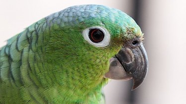 Амазон Мюллера, или Мюллеров амазон (Amazona farinosa)