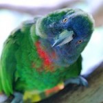 Краснозобый амазон (Amazona arausiaca) Краснозобый амазон (Amazona arausiaca)