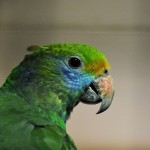Синещекий амазон (Amazona dufresniana) Синещекий амазон (Amazona dufresniana)
