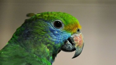 Синещекий амазон (Amazona dufresniana)