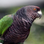 Императорский амазон (Amazona imperialis) Императорский амазон (Amazona imperialis)