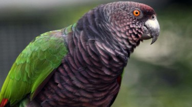 Императорский амазон (Amazona imperialis)