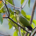 Солдатский амазон (Amazona mercenaria) Солдатский амазон (Amazona mercenaria)