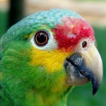 Краснолобый амазон, или желтощекий амазон (Amazona autumnalis) Краснолобый амазон, или желтощекий амазон (Amazona autumnalis)