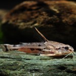 Амблидорас Ханкока (Amblydoras hancocki) Амблидорас Ханкока (Amblydoras hancocki)