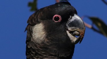 Белоухий траурный какаду, или белоухий черный какаду (Calyptorhynchus baudinii)