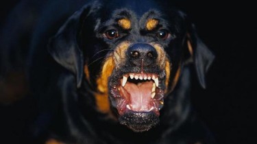 Бешенство. Симптомы. Лечение.