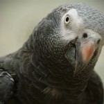 Бурохвостый жако (Psittacus erithacus timneh)