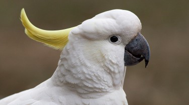 Большой желтохохлый какаду (Cacatua galerita, Plyctolophus galeritus)