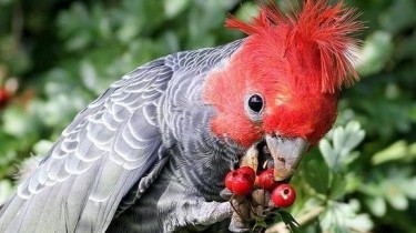 Шлемоносный какаду (Callocephalon fimbriatum)