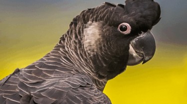 Белохвостый траурный какаду (Calyptorhynchus (Zanda) latirostris)