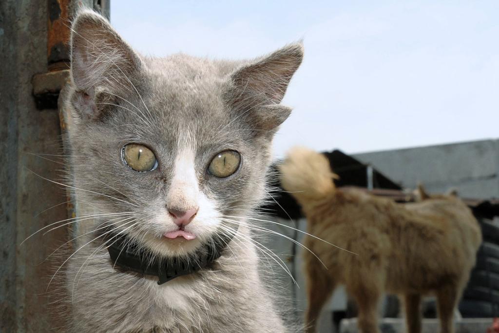 Кошка с четырьмя ушами фото