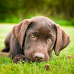 Cобаки умеют чувствовать нашу боль Cобаки умеют чувствовать нашу боль