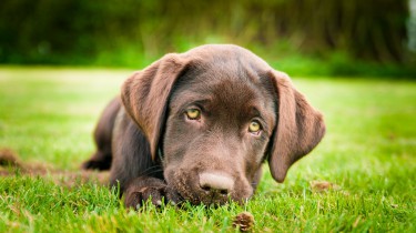 Cобаки умеют чувствовать нашу боль