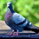 Зоркий глаз Зоркий глаз