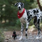 Собаки в книге рекордов Гиннеса Собаки в книге рекордов Гиннеса