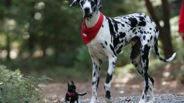 Собаки в книге рекордов Гиннеса