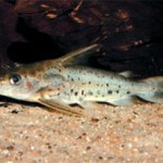 Дорас Эйгенманна (Doras eigenmanni) или Сомик Эйгенманна Дорас Эйгенманна (Doras eigenmanni) или Сомик Эйгенманна