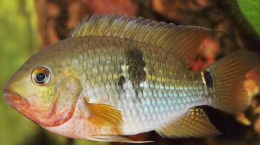 Акара сетчатая (Aequidens tetramerus)