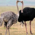 Интересные факты о птицах Интересные факты о птицах