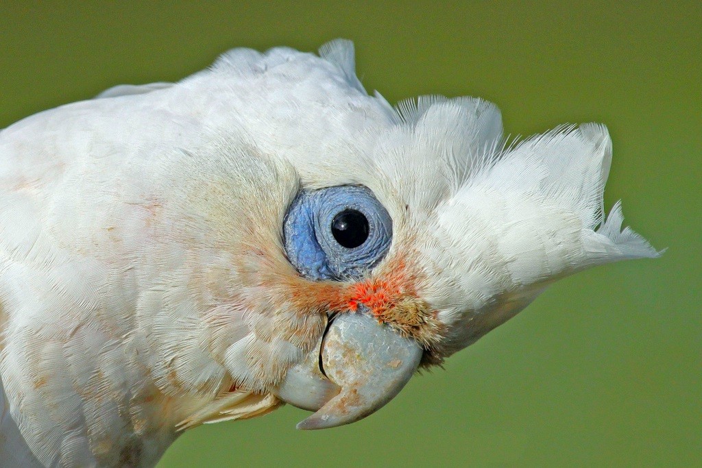 Cacatua sanguinea