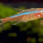 Ихтиофтириус. Симптомы. Лечение Ихтиофтириус. Симптомы. Лечение