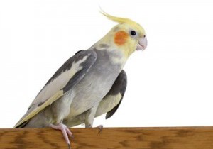 Как научить кореллу (нимфу) разговаривать