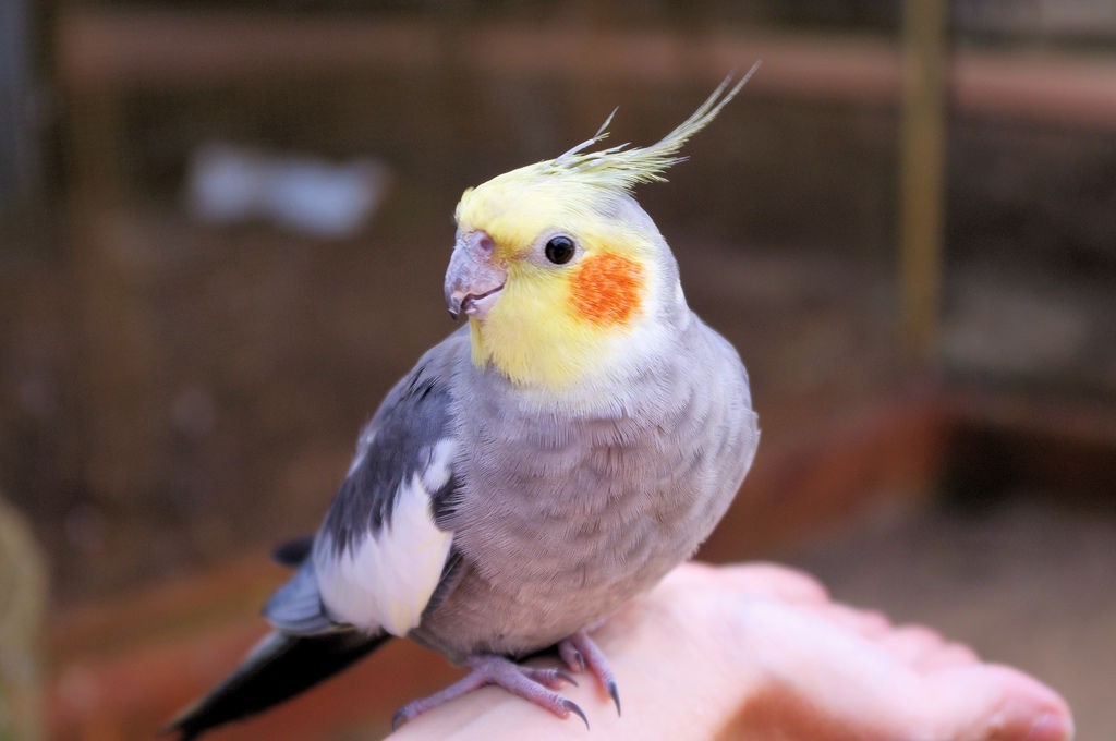 Как приручить кореллу: инструкция по обучению и воспитанию попугая