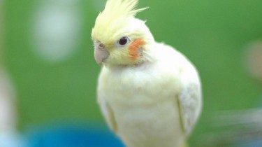 Как выбрать попугая корелла