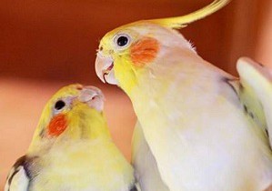 Как знакомить корелл