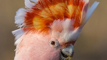 Какаду инка (Lophocroa leadbeateri, Cacatua leadbeateri, Kakatoe leadbeateri)