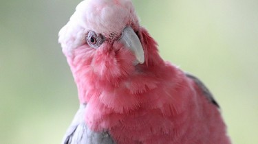 Розовый какаду (Eolophus roseicapilla, син. Eolophus roseicapillus, Kakatoe roseicapillus)