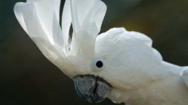 Большой белохохлый какаду (Cacatua alba, Plyctolophus alba)