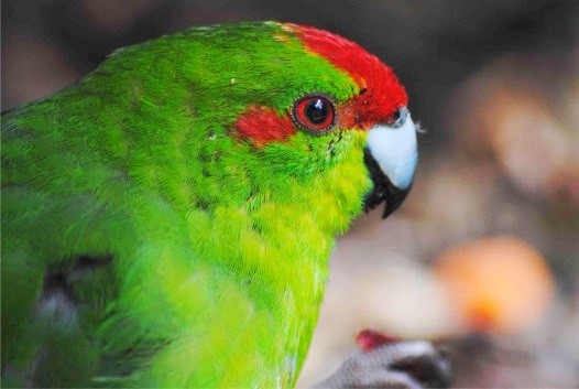 Новозеландский какарик: содержание дома и уход за попугаем