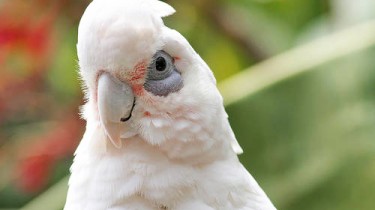 Гологлазый какаду (Cacatua sanguinea, Kakatoe sanguinea)