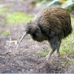 Ученые реабилитировали обоняние птиц Ученые реабилитировали обоняние птиц